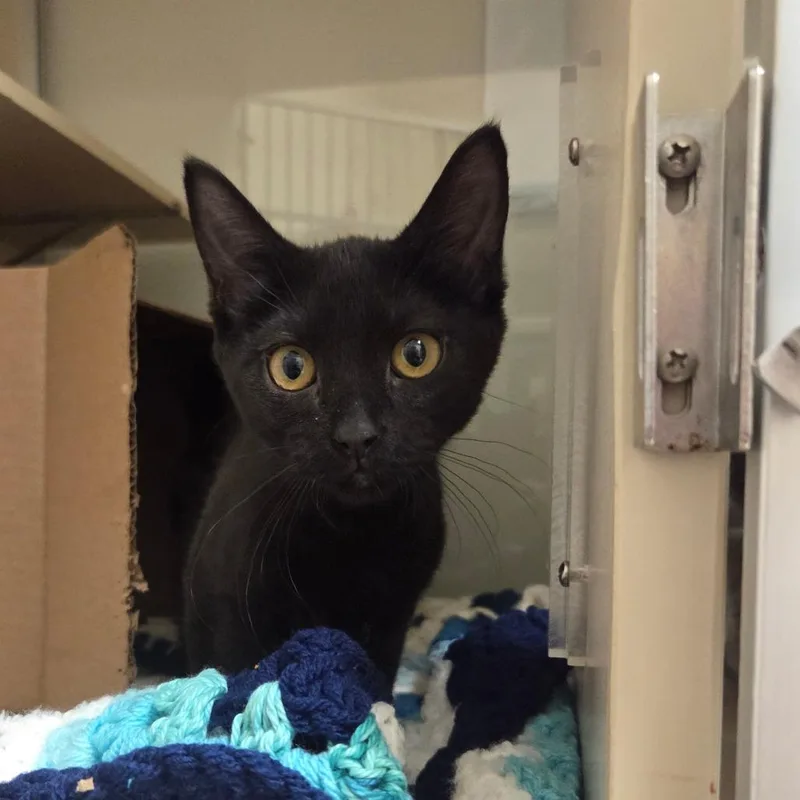 A baby small-sized male Black Domestic Short Hair cat named Zach for adoption in Ballston Spa, NY