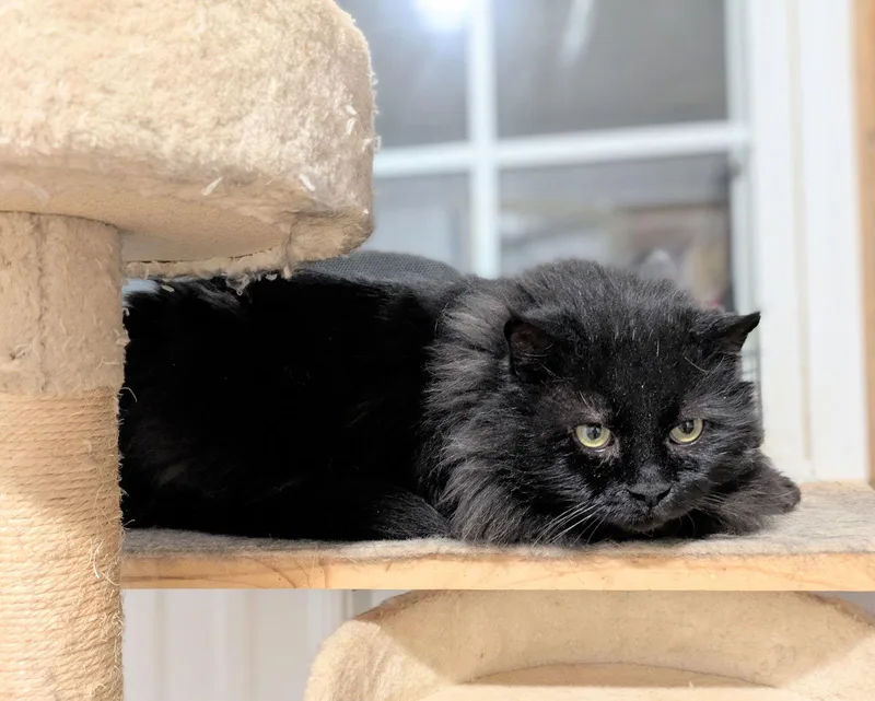 An adult large-sized male Domestic Long Hair cat named Tony for adoption in Apollo, PA