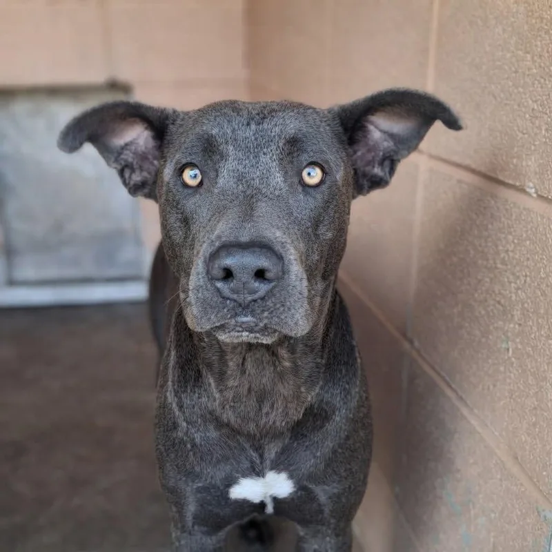 A young medium-sized male Pit Bull Terrier dog named Gandolph for adoption in Gautier, MS