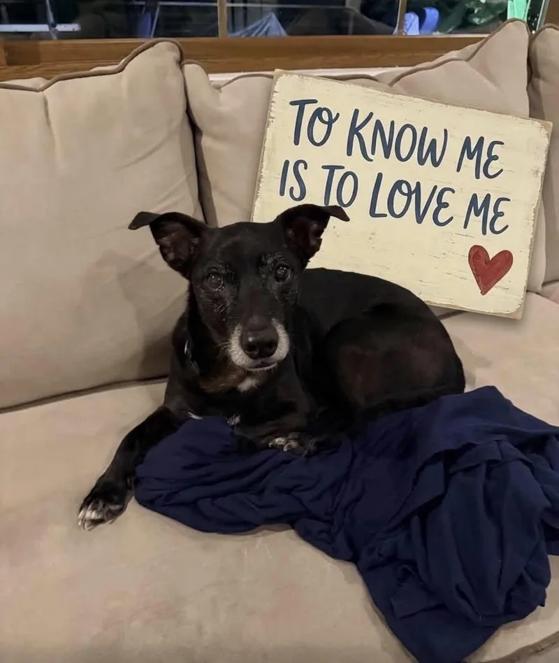 A senior medium-sized male Terrier dog named Scotty for adoption in Collingswood, NJ