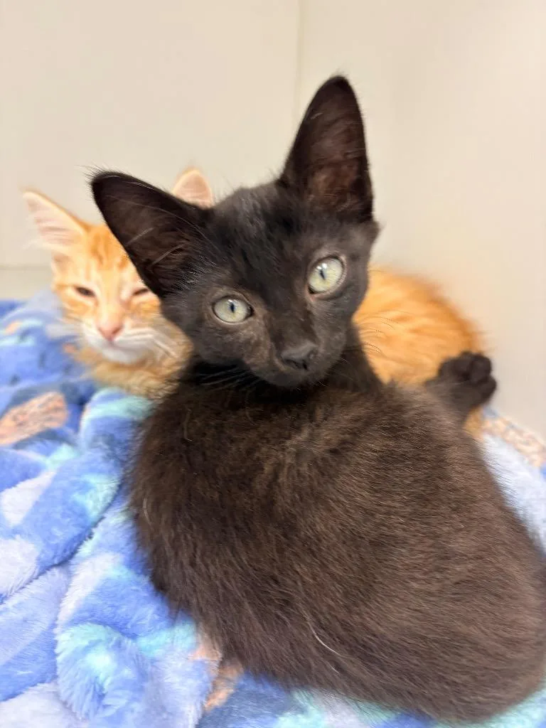 A baby medium-sized male Domestic Short Hair cat named Kovu for adoption in Hartsville, SC