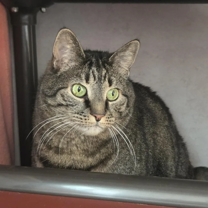 A senior extra large-sized female Brown / Chocolate Domestic Short Hair cat named Shae for adoption in Ballston Spa, NY