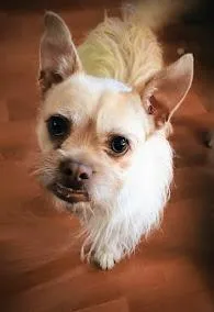An adult small-sized female French Bulldog dog named Cherry for adoption in Yakima, WA