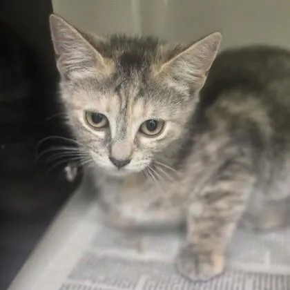 A baby medium-sized female Dilute Tortoiseshell Domestic Short Hair cat named Molly for adoption in Phoenixville, PA