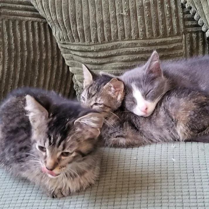 Lulu Aka Louise Brooks thumbnail 2