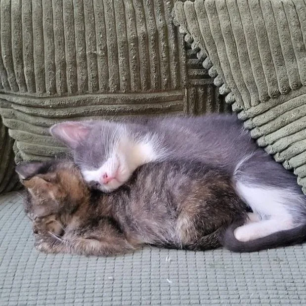 Lulu Aka Louise Brooks thumbnail 4