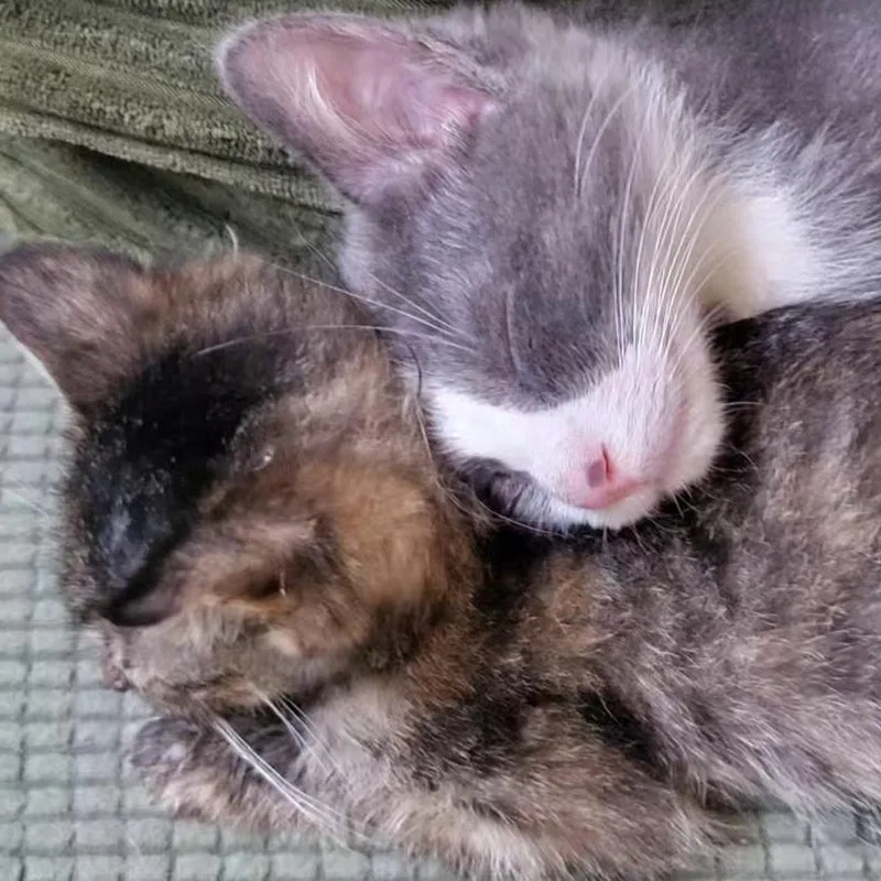 Lulu Aka Louise Brooks thumbnail 5