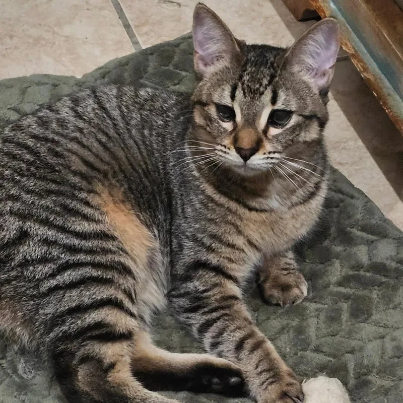 Lulu Aka Louise Brooks