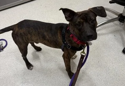 An adult medium-sized male Plott Hound dog named Munch for adoption in Honolulu, HI