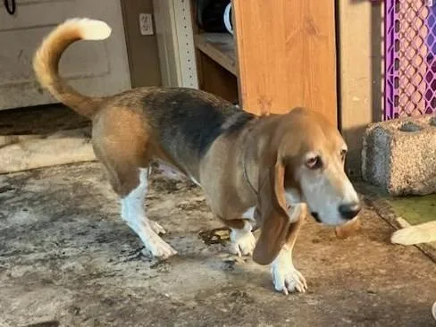 An adult medium-sized male Basset Hound dog named Winston II for adoption in Salt Lake City, UT