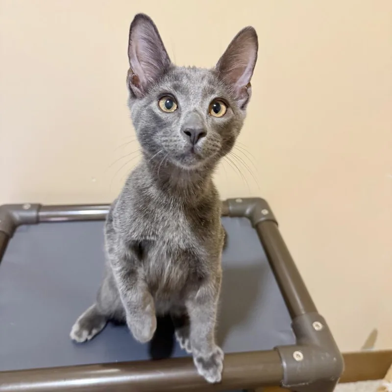 A baby small-sized male Gray / Blue / Silver Domestic Short Hair cat named Jonas for adoption in Agoura Hills, CA