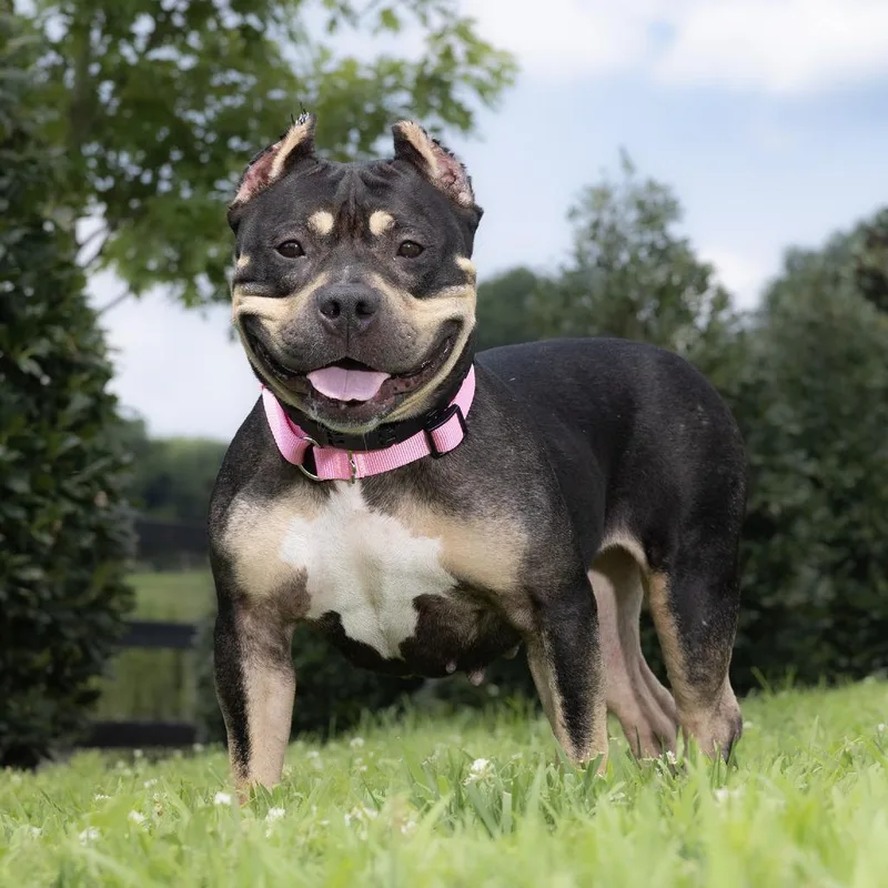 An adult medium-sized female Black Mixed Breed dog named Shakira for adoption in Franklin, TN