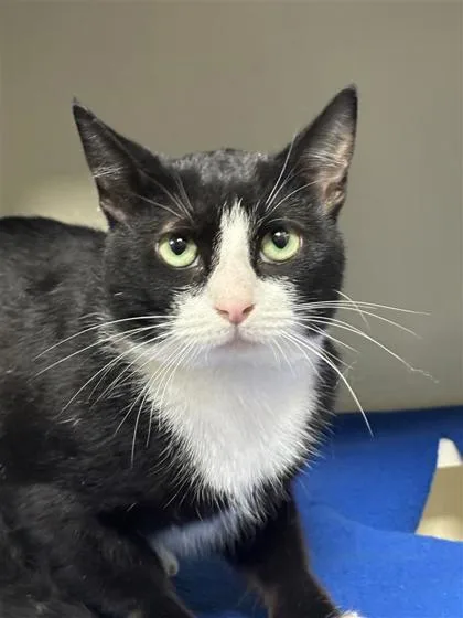 An adult medium-sized male Tuxedo cat named Tux A for adoption in Plano, TX