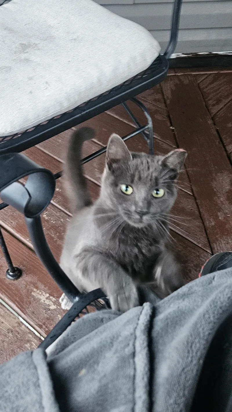 A young medium-sized male Gray / Blue / Silver Russian Blue cat named Monday for adoption in Mansfield, PA