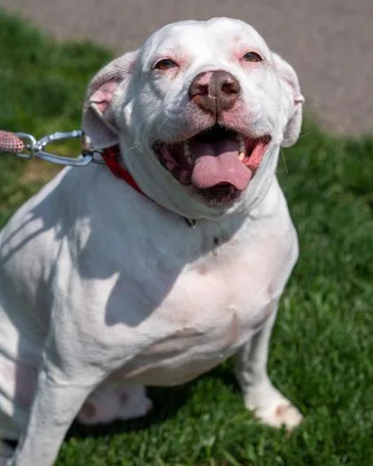 An adult large-sized male English Bulldog dog named Hamm for adoption in Pequot Lakes, MN