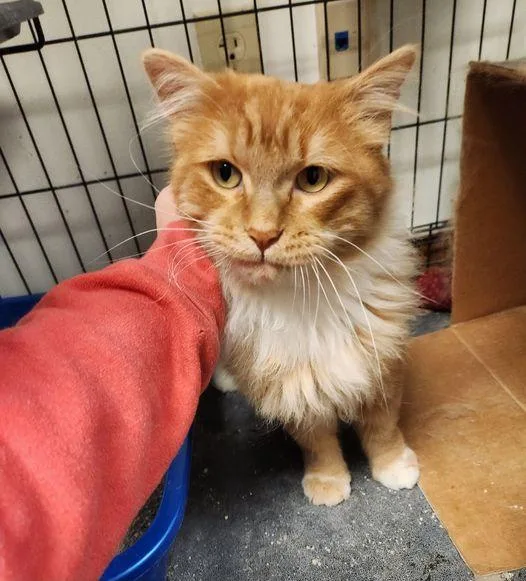 Bumblebee thumbnail 2