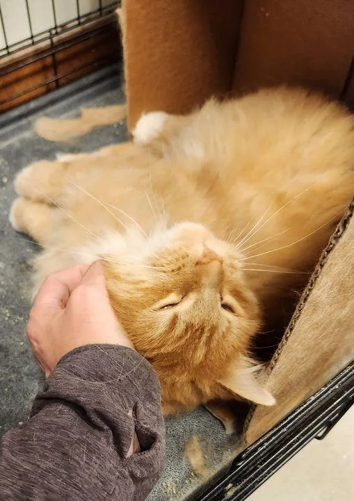 Bumblebee thumbnail 3