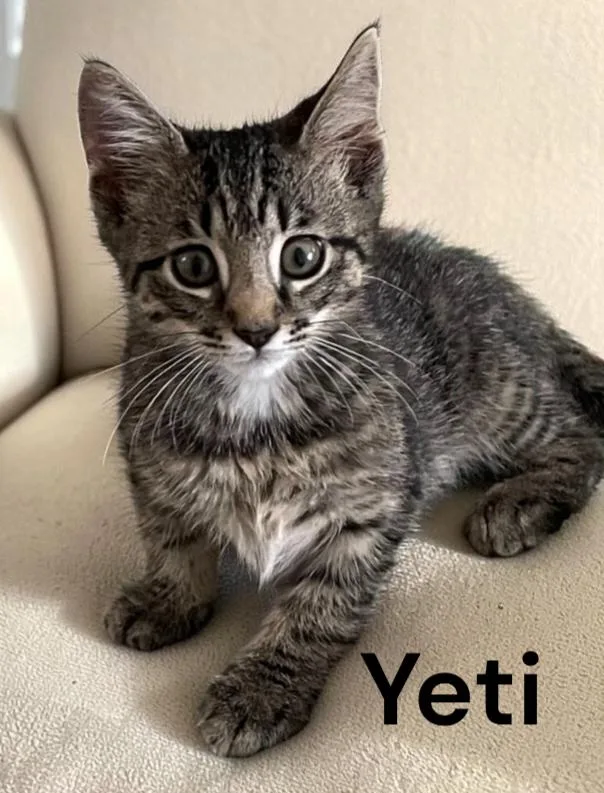 A baby medium-sized male Tabby cat named Yeti for adoption in Weems, VA
