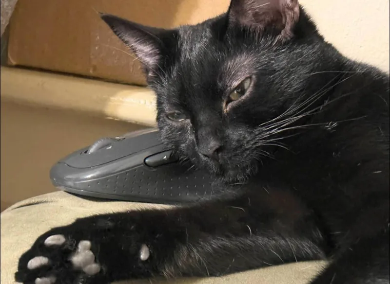 Tootsie Roll thumbnail 2