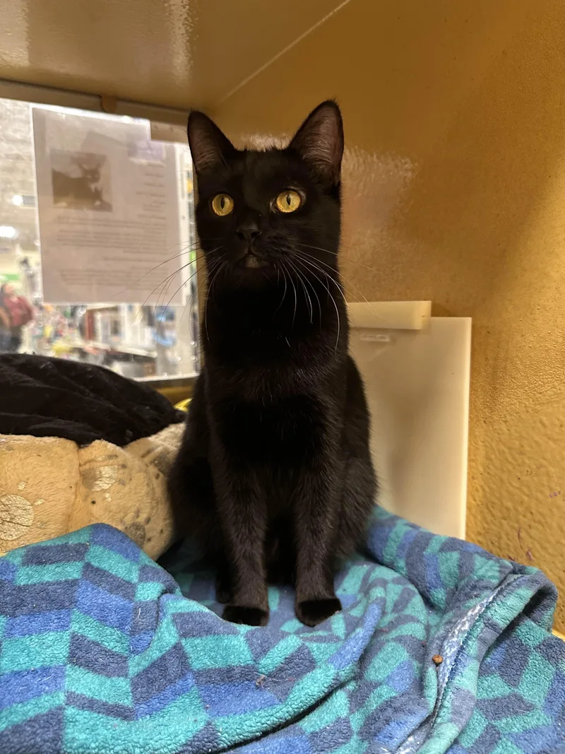 Tootsie Roll thumbnail 3