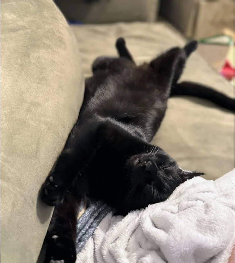 Tootsie Roll thumbnail 4