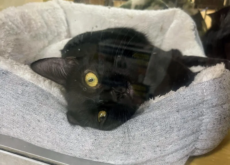 Tootsie Roll thumbnail 5