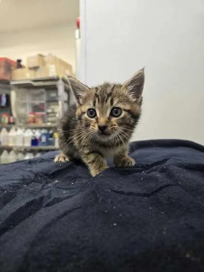 An adult small-sized female Domestic Short Hair cat named Margalo for adoption in Spruce Pine, NC