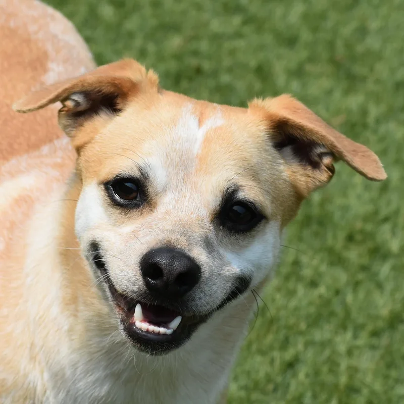A young small-sized male Chihuahua dog named Gingy for adoption in Auburn, NE