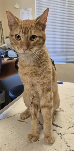 A young small-sized male Domestic Short Hair cat named Marty for adoption in Lodi, CA