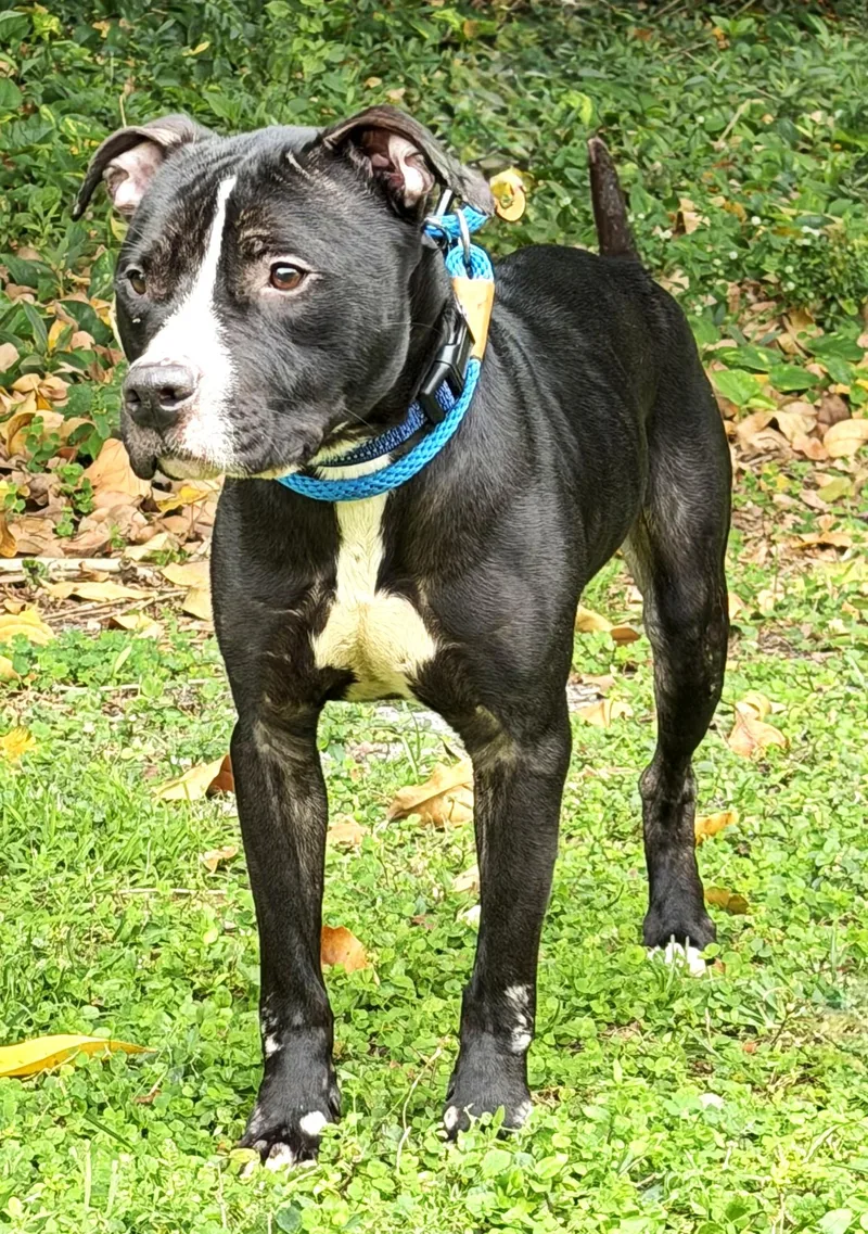 An adult medium-sized male Black Terrier dog named Greg for adoption in Boca Raton, FL