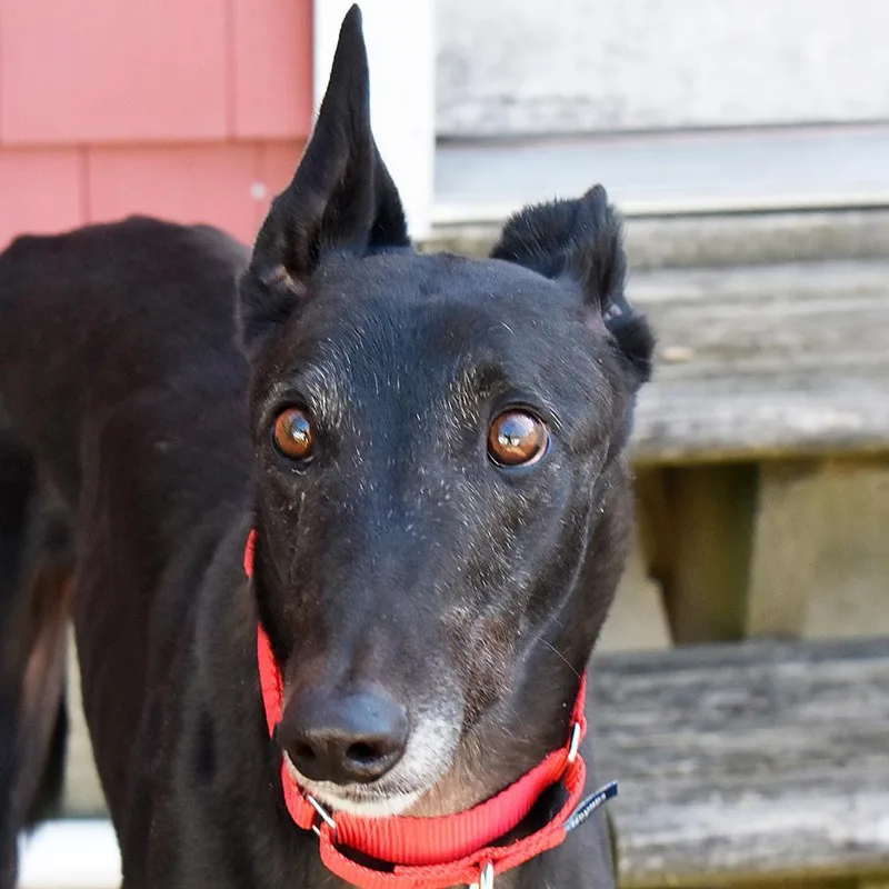 An adult large-sized male Greyhound dog named Morant for adoption in Ware, MA