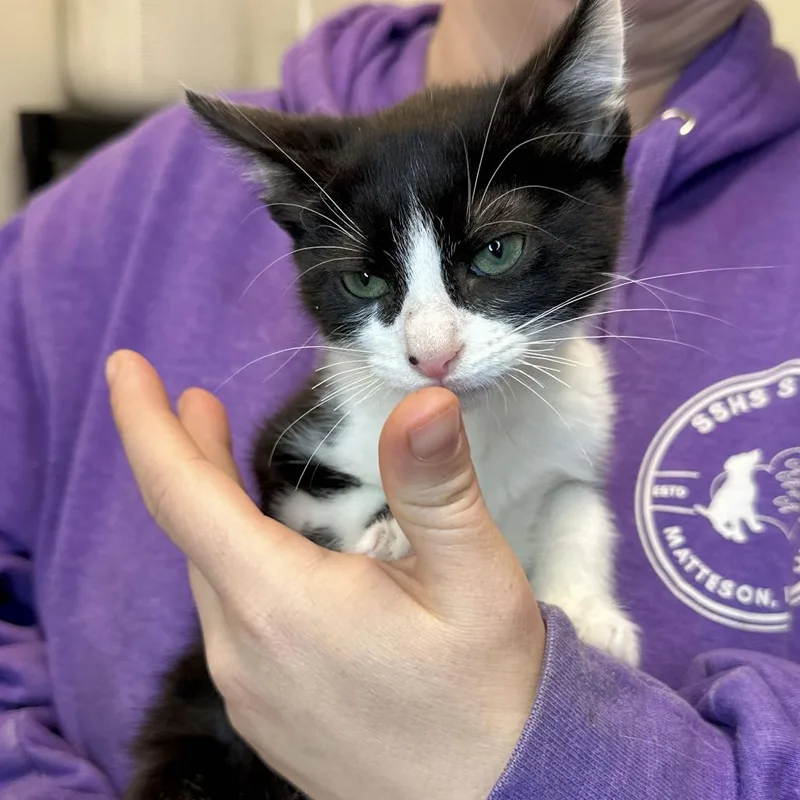 A baby small-sized male Black Domestic Short Hair cat named Menace for adoption in Matteson, IL