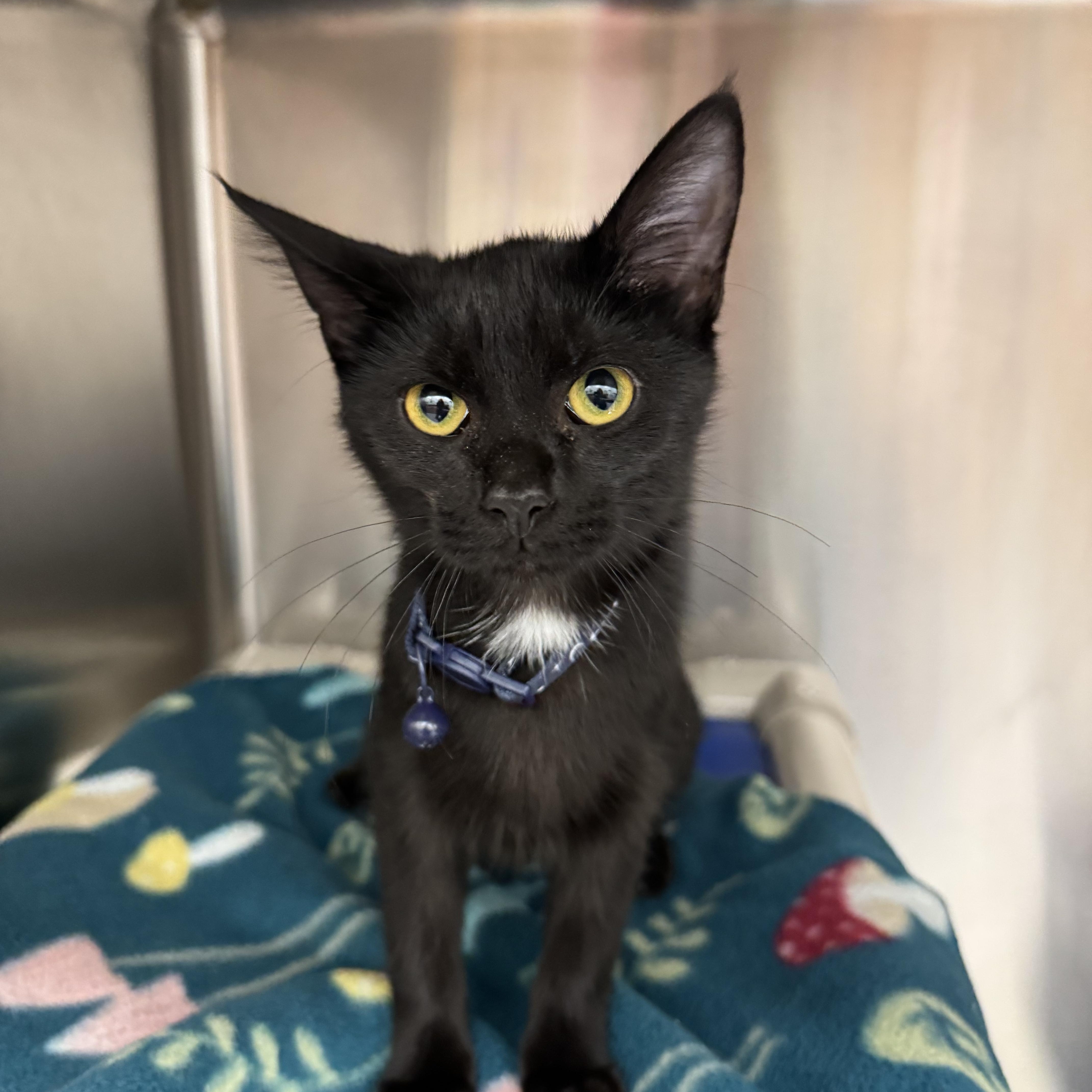 A young medium-sized female Domestic Short Hair cat named Lola for adoption in Neosho, MO