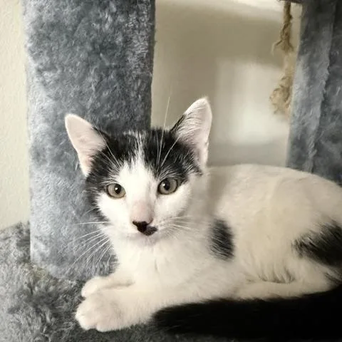 A baby medium-sized female Black & White / Tuxedo Domestic Short Hair cat named Kleo for adoption in Oberlin, OH