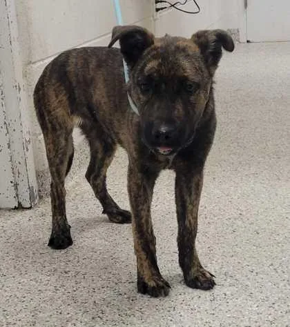 A young medium-sized male Black Mixed Breed dog named Reese for adoption in Kansas City, MO