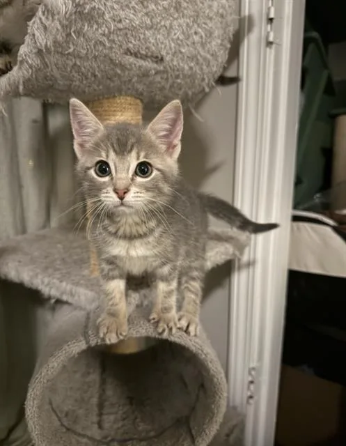 A baby small-sized female Domestic Short Hair cat named Mary Kate for adoption in Charlotte, NC