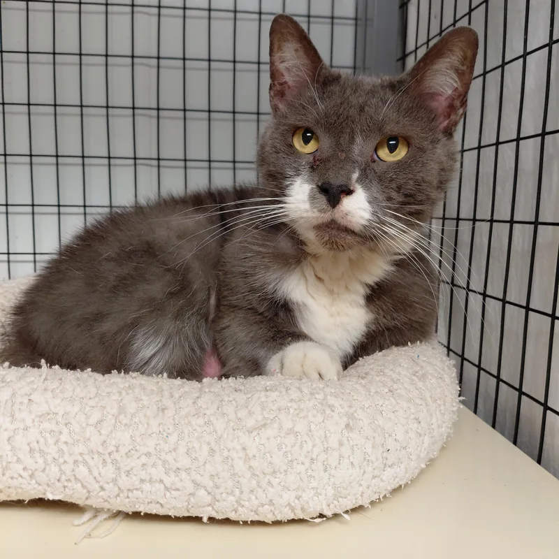 An adult large-sized male Gray & White Domestic Short Hair cat named Luke for adoption in Littleton, NH