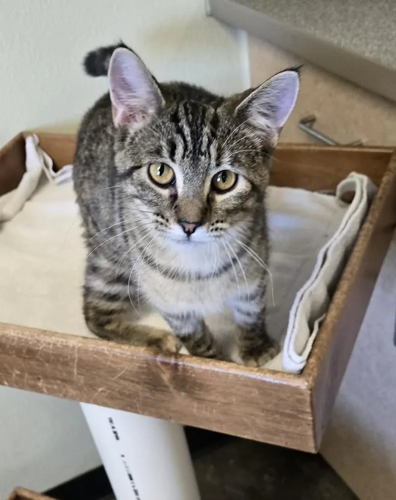 Sunflower thumbnail 2