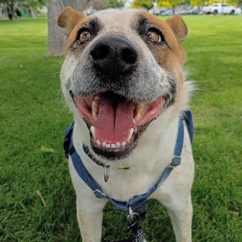 An adult medium-sized female Red / Chestnut / Orange Cattle Dog dog named Molly for adoption in Murray, UT