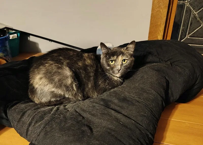 A young medium-sized female Domestic Short Hair cat named Friendly Working Cat: for adoption in Bloomington, IN