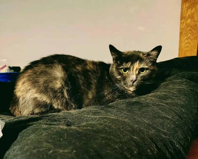 Friendly Working Cat:  thumbnail 2