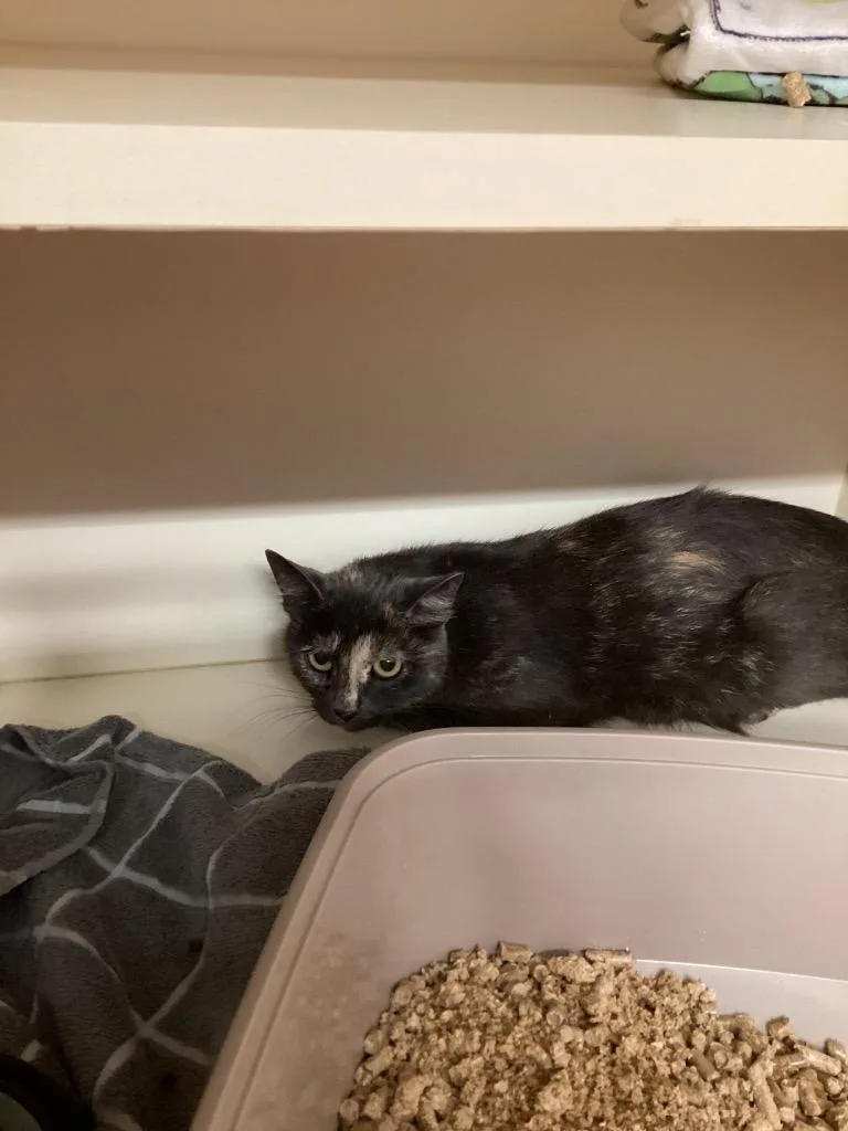 Friendly Working Cat:  thumbnail 3