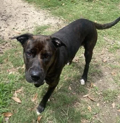 A young small-sized female Retriever dog named Toriel for adoption in Conway, SC