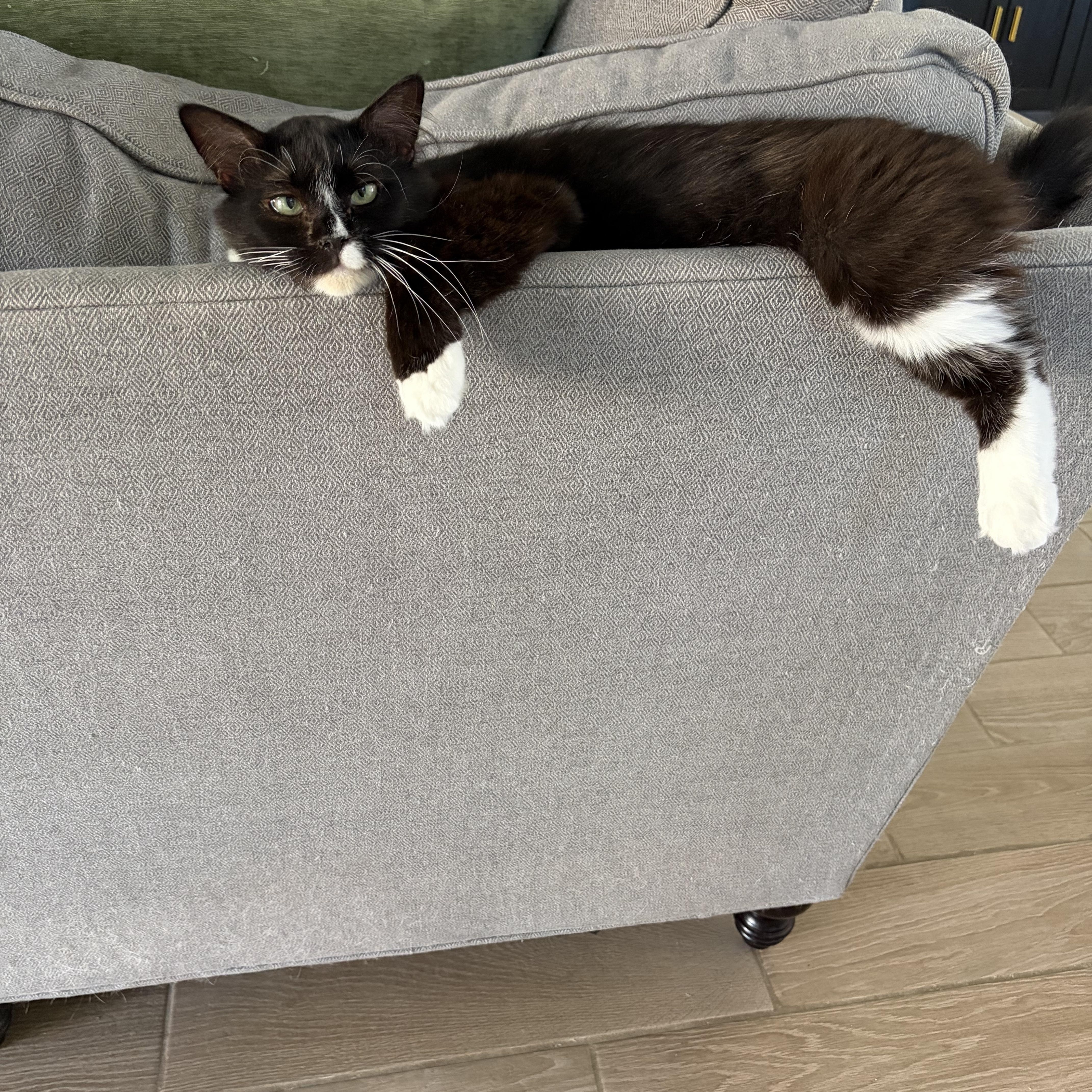 An adult medium-sized female Domestic Long Hair cat named Miss Piggy for adoption in Fresno, CA