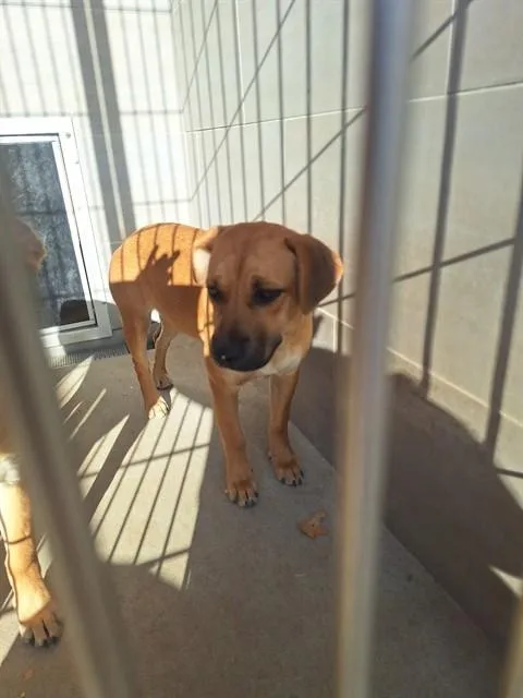 A young small-sized female German Shepherd Dog dog named Nora for adoption in Albuquerque, NM