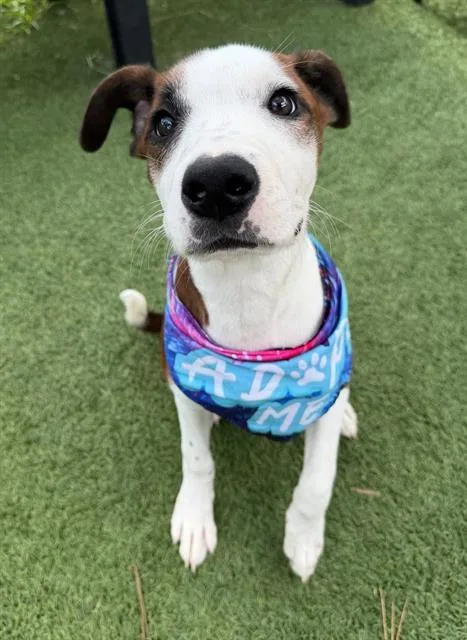 A young medium-sized male Mixed Breed dog named Fella for adoption in Columbia, SC