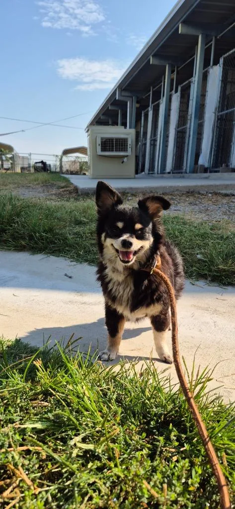 A young large-sized female Chihuahua dog named Susie Q for adoption in Brownwood, TX