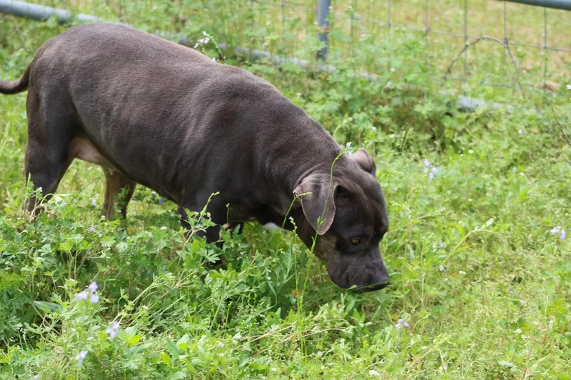 An adult medium-sized female Bicolor American Bully dog named Tater for adoption in St. George, SC