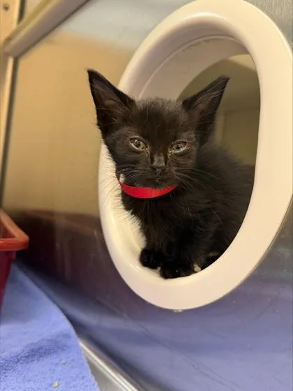 A baby small-sized female Domestic Short Hair cat named Blueberry pie for adoption in Westland, MI