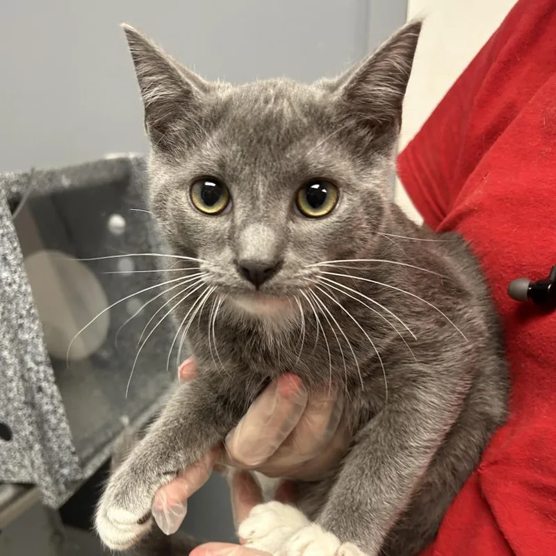 A young medium-sized male Gray / Blue / Silver Domestic Short Hair cat named Ollie for adoption in Birmingham, AL